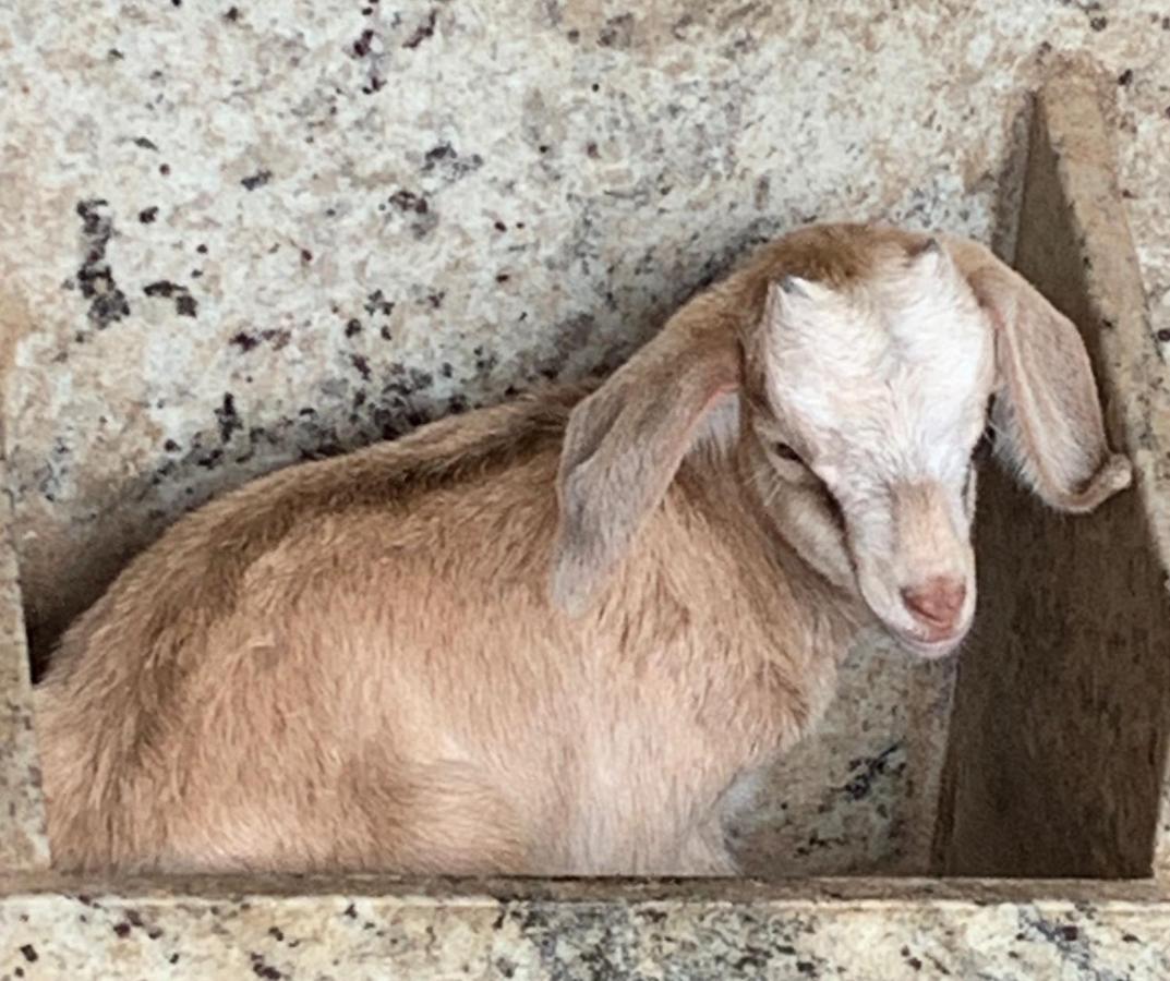 Pousada Fazendinha Unamar Cabo Frio Bagian luar foto